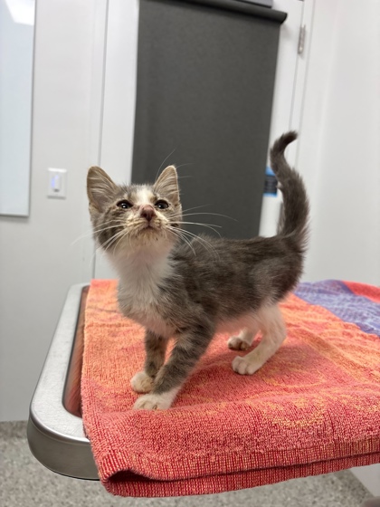 Shelter Stray Female Cat last seen E 39th St & Agnes Ave, KCMO, 64128, 64128, MO, 7077 Elmwood Ave, Kansas City, MO 64132, USA