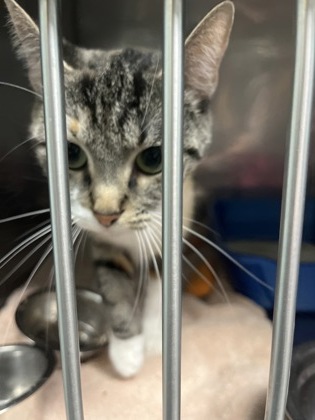 Shelter Stray Unknown Cat last seen Near Eck Way, Noblesville City, IN, 10501 Hague Rd, Fishers, IN 46038, USA