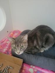 Shelter Stray Female Cat last seen 116th and Allisonville, HC Strays by Out of County Residents, IN, 10501 Hague Rd, Fishers, IN 46038, USA
