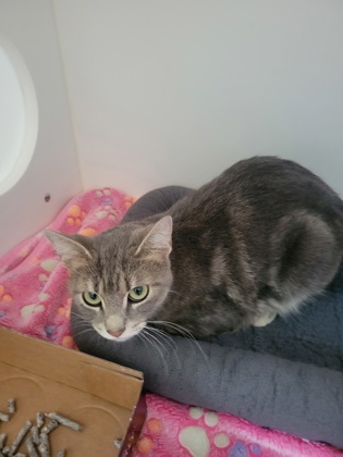 Shelter Stray Female Cat last seen 116th and Allisonville, HC Strays by Out of County Residents, IN, 10501 Hague Rd, Fishers, IN 46038, USA