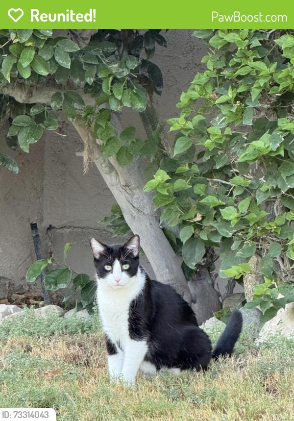 Reunited Unknown Cat last seen Indian Canyon, Palm Springs, CA 92262
