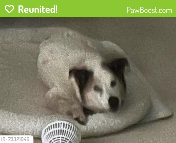 Reunited Female Dog last seen Near 35th Ave NW, 36th and 34th, and 3rd St Dr NW, Hickory, NC 28601