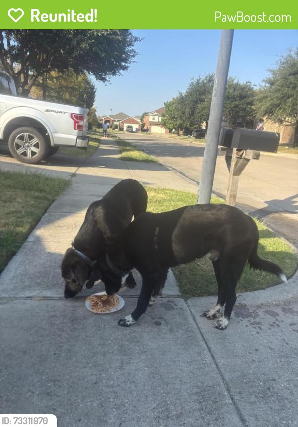 Reunited Male Dog last seen Neighborhood across from Dollar General in Travis Ranch, Forney, TX 75126