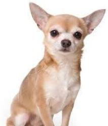 Found/Stray Male Dog last seen Sherry Trl, Weatherford, TX 76086