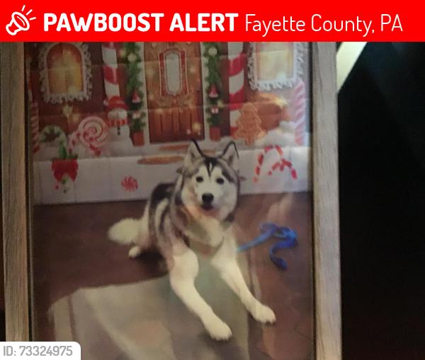 Lost Female Dog last seen Walnut Hill Road and Hague Lane, Fayette County, PA 15401