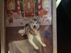 Lost Female Dog last seen Walnut Hill Road and Hague Lane, Fayette County, PA 15401