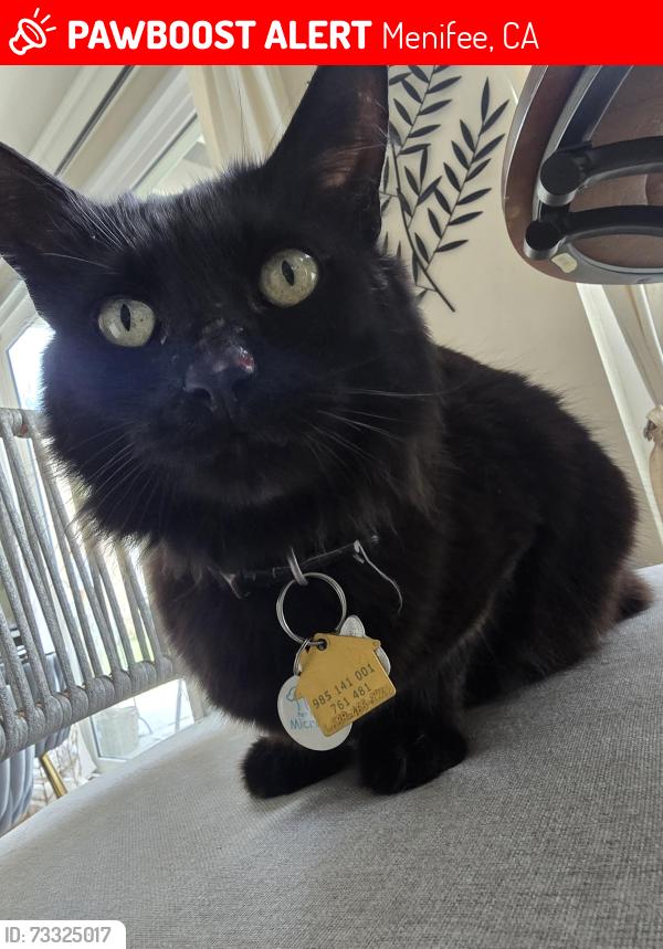 Found/Stray Male Cat last seen Menifee Rd, Menifee, CA 92584