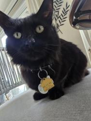 Reunited Male Cat last seen Menifee Rd, Menifee, CA 92584