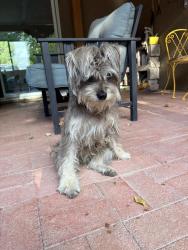 Reunited Male Dog last seen Coors / Western trail, Albuquerque, NM 87120