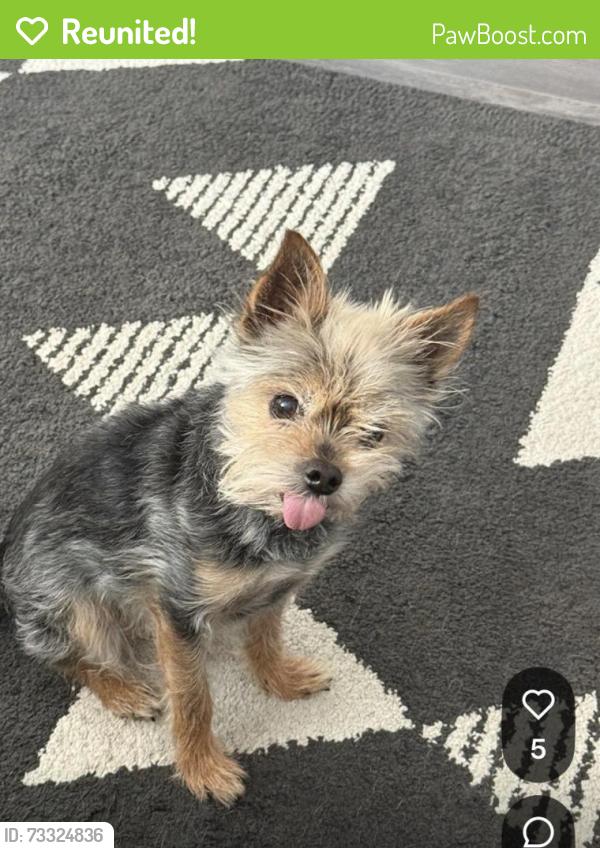Reunited Male Dog last seen Blue Mountain Cir, Sparks, NV 89436, USA, Sparks, NV 89436