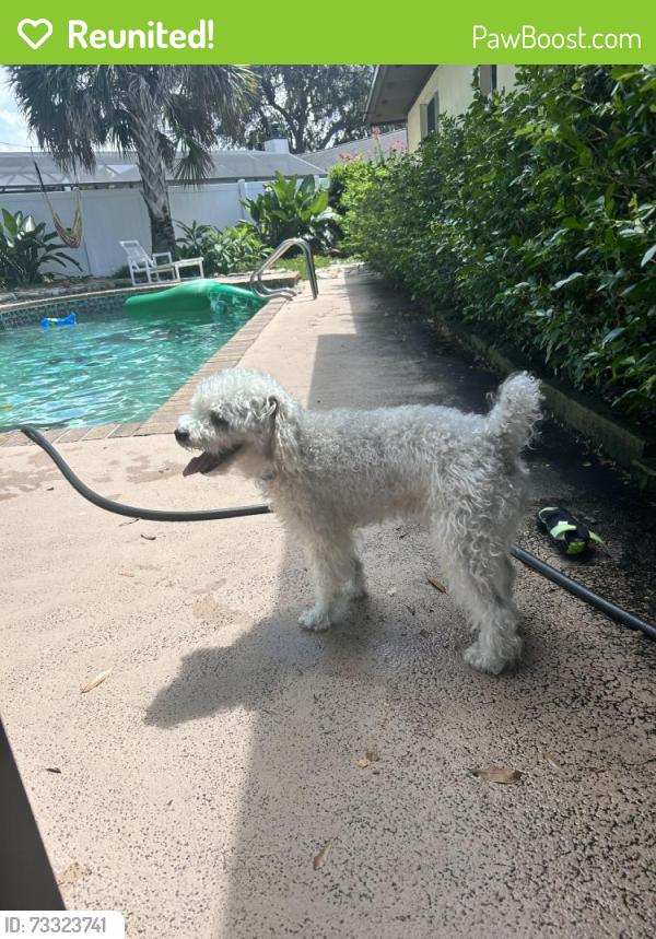 Reunited Male Dog last seen Sterling Oaks Dr. and Sandpiper Dr, Casselberry, FL, Casselberry, FL 32707