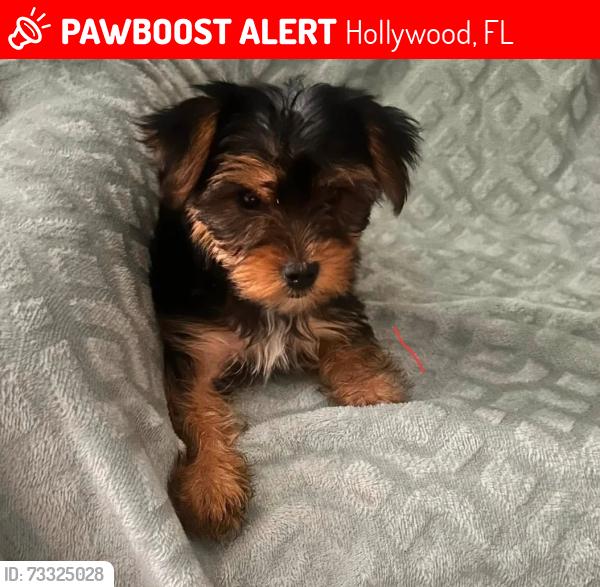 Lost Female Dog last seen 73rd way and taft street, Hollywood, FL 33024