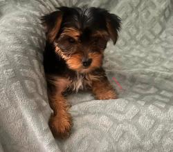Lost Female Dog last seen 73rd way and taft street, Hollywood, FL 33024