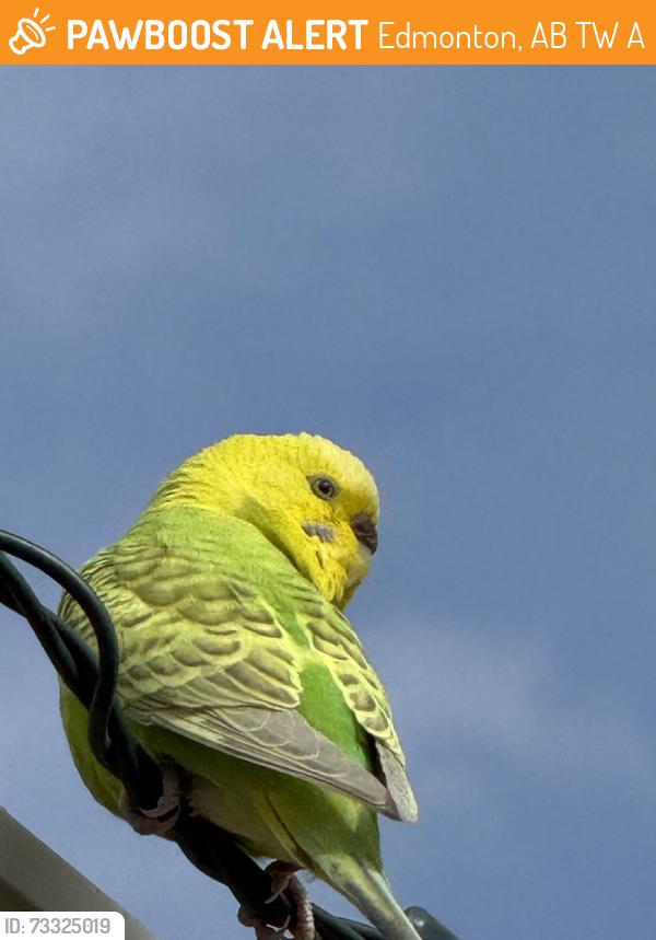 Found/Stray Unknown Bird last seen Prowse Way SW and Prowse Lane SW, Edmonton, AB T6W 3A6