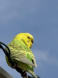 Found/Stray Unknown Bird last seen Prowse Way SW and Prowse Lane SW, Edmonton, AB T6W 3A6