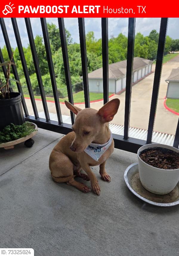 Lost Female Dog last seen Family Dollar on West Little York Rd and West TcJester Blvd, Houston, TX 77091