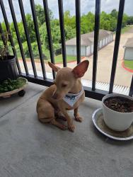 Lost Female Dog last seen Family Dollar on West Little York Rd and West TcJester Blvd, Houston, TX 77091