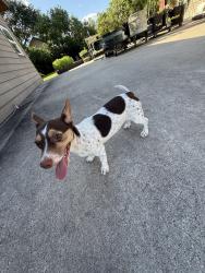 Reunited Female Dog last seen Near BLANCHETT STREET BEAUMONT, TX, Beaumont, TX 77701