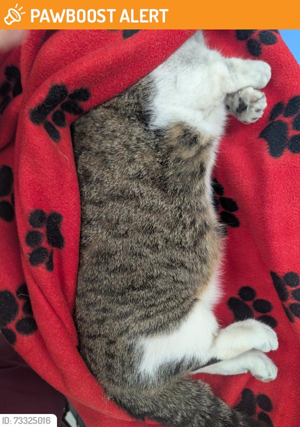 Found/Stray Female Cat last seen North Union and briargate parkway, Colorado Springs, CO 80918