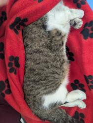 Found/Stray Female Cat last seen North Union and briargate parkway, Colorado Springs, CO 80918