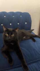 Lost Male Cat last seen churchil medows community center, Mississauga, ON 