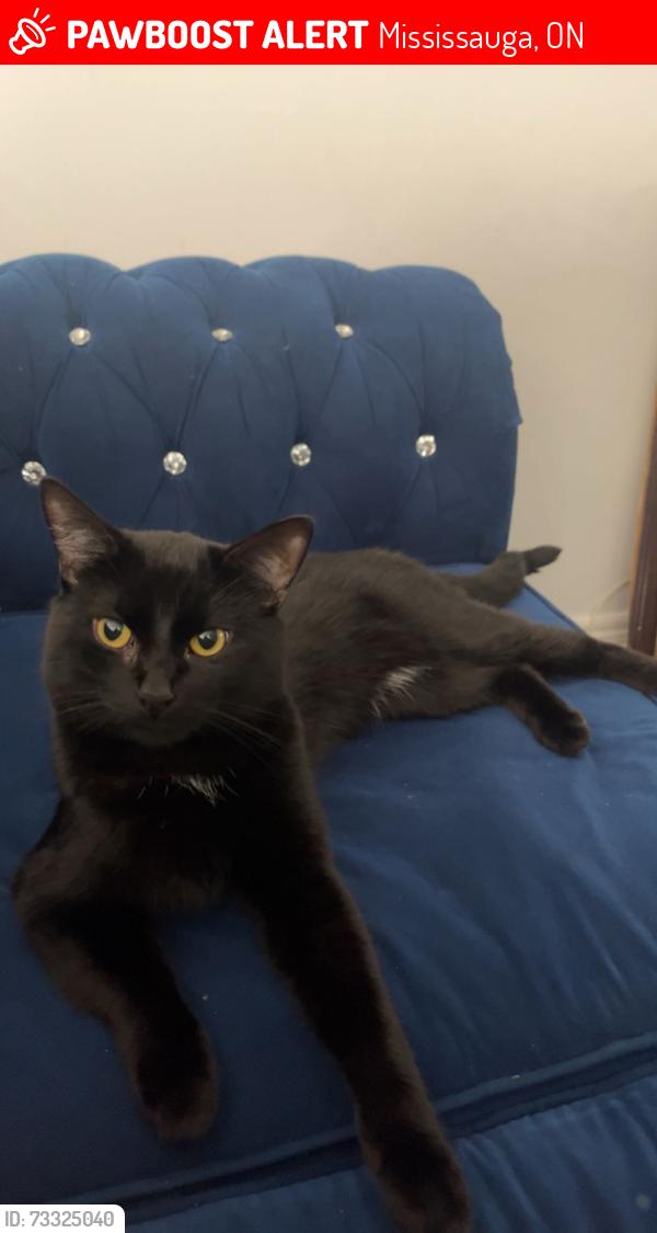 Lost Male Cat last seen churchil medows community center, Mississauga, ON 