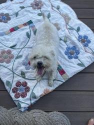 Reunited Unknown Dog last seen Brookview ests Drive, Nashville, TN 37013