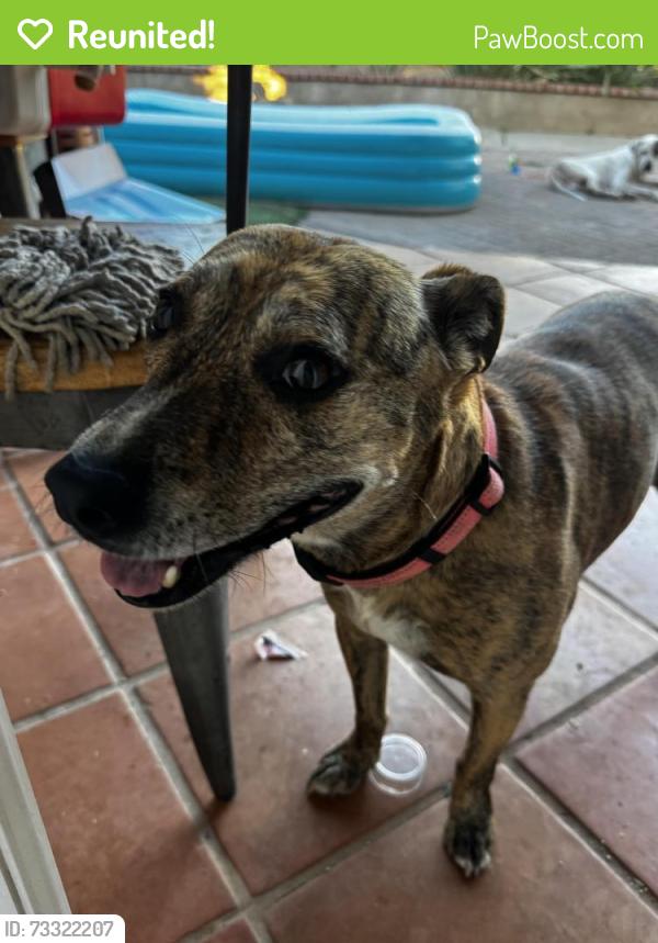 Reunited Female Dog last seen Buena creek, Vista, CA 92083