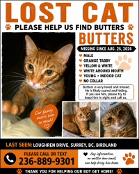Lost Male Cat last seen Loughren Dr & Ayr Dr, Surrey, BC, Birdland, Surrey, BC V3R 4Z4
