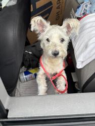 Reunited Unknown Dog last seen Port St Lucie, Port St. Lucie, FL 34986