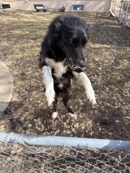 Lost Female Dog last seen Keewaydin park, Minneapolis, MN 55417