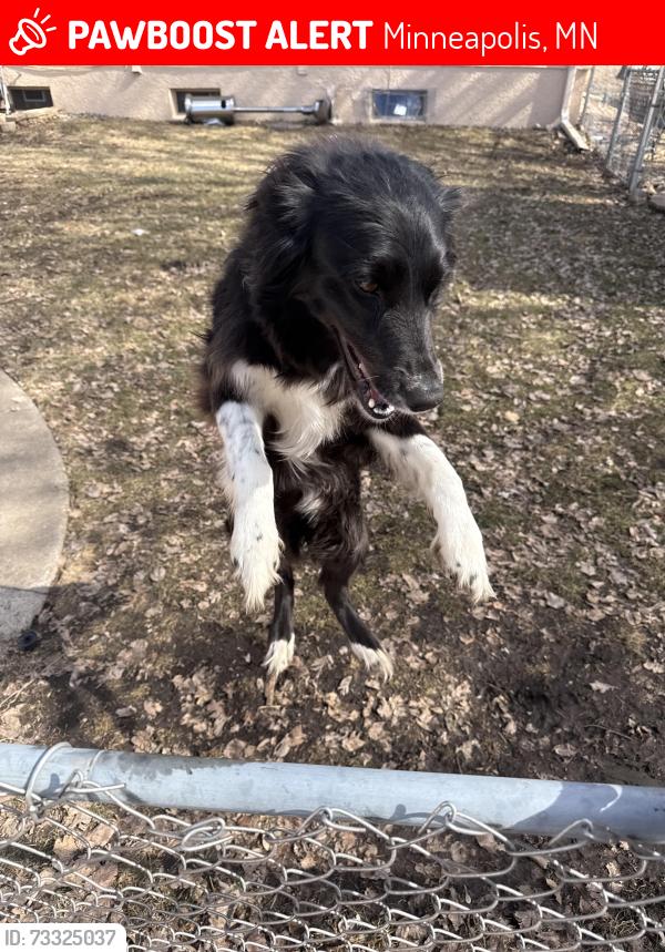 Lost Female Dog last seen Keewaydin park, Minneapolis, MN 55417