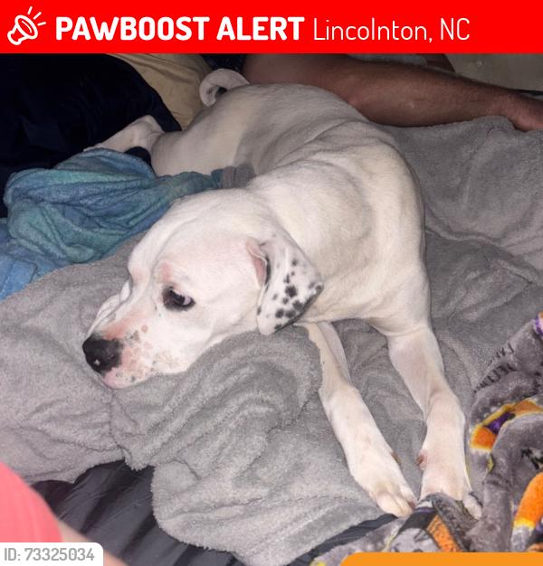 Lost Female Dog last seen Horseshoe Lake Road, Lincolnton, NC 28092