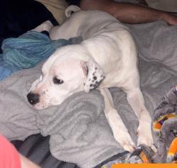 Lost Female Dog last seen Horseshoe Lake Road, Lincolnton, NC 28092