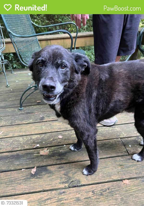 Reunited Male Dog last seen 79th Street, Indianapolis, IN 46240