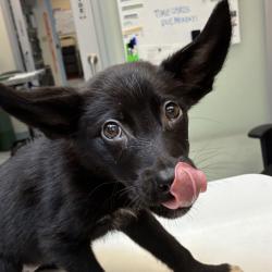 Shelter Stray Female Dog last seen OWNER SURRENDER, OR, 1700 W Historic Columbia River Hwy, Troutdale, OR 97060, USA