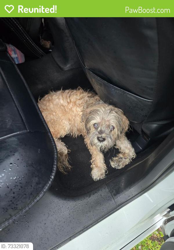 Reunited Male Dog last seen Near & Bonita beach rd Bonita springs FL 34135, Bonita Springs, FL 34135