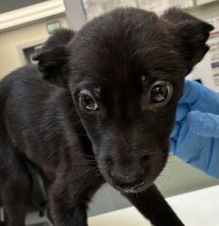 Shelter Stray Male Dog last seen OWNER SURRENDER, OR, 1700 W Historic Columbia River Hwy, Troutdale, OR 97060, USA