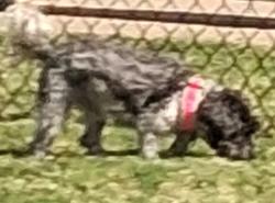 Reunited Female Dog last seen Equestrian apmt near Walker Branch, North Richland Hills, TX 76180