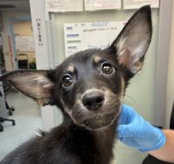 Shelter Stray Female Dog last seen OWNER SURRENDER, OR, 1700 W Historic Columbia River Hwy, Troutdale, OR 97060, USA