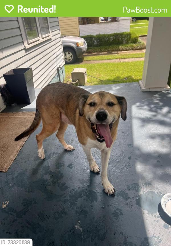 Reunited Male Dog last seen Brown street mobile al, Mobile, AL 36604