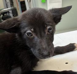 Shelter Stray Female Dog last seen OWNER SURRENDER, OR, 1700 W Historic Columbia River Hwy, Troutdale, OR 97060, USA