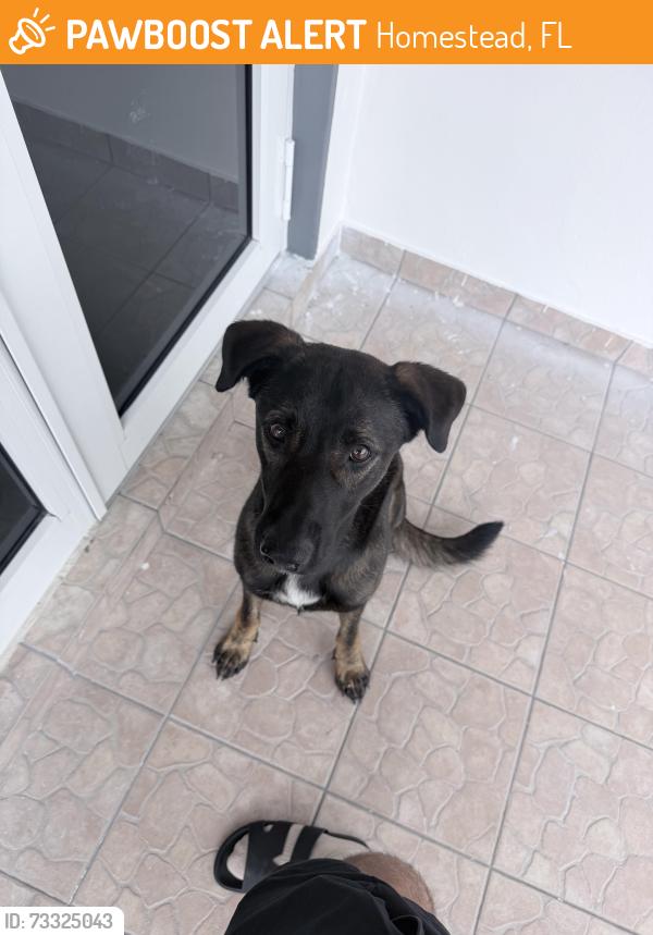 Found/Stray Male Dog last seen Us1, Homestead, FL 33033