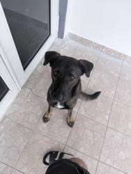 Found/Stray Male Dog last seen Us1, Homestead, FL 33033
