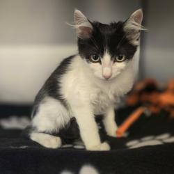 Shelter Stray Male Cat last seen Near E Stanley Blvd, LIVERMORE, CA, 94550, 8323 Baldwin St, Oakland, CA 94621, USA