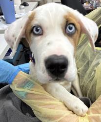 Shelter Stray Male Dog last seen SE 162nd Ave & Meadowcres Farm Estates, PORTLAND, OR, 97236, 1700 W Historic Columbia River Hwy, Troutdale, OR 97060, USA