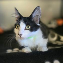 Shelter Stray Male Cat last seen Near E Stanley Blvd, LIVERMORE, CA, 94550, 8323 Baldwin St, Oakland, CA 94621, USA