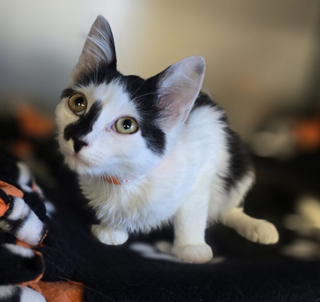 Shelter Stray Female Cat last seen Near E Stanley Blvd, LIVERMORE, CA, 94550, 8323 Baldwin St, Oakland, CA 94621, USA