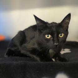 Shelter Stray Male Cat last seen Near E Stanley Blvd, LIVERMORE, CA, 94550, 8323 Baldwin St, Oakland, CA 94621, USA