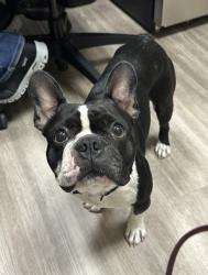 Shelter Stray Male Dog last seen Near Grapevine Road, Vista, CA, 92083, Oceanside, CA 92058, USA